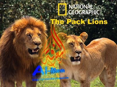  _The Pack Lions National Geograhic T